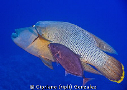 The strange couple. They were at 40 meters, allways toget... by Cipriano (ripli) Gonzalez 